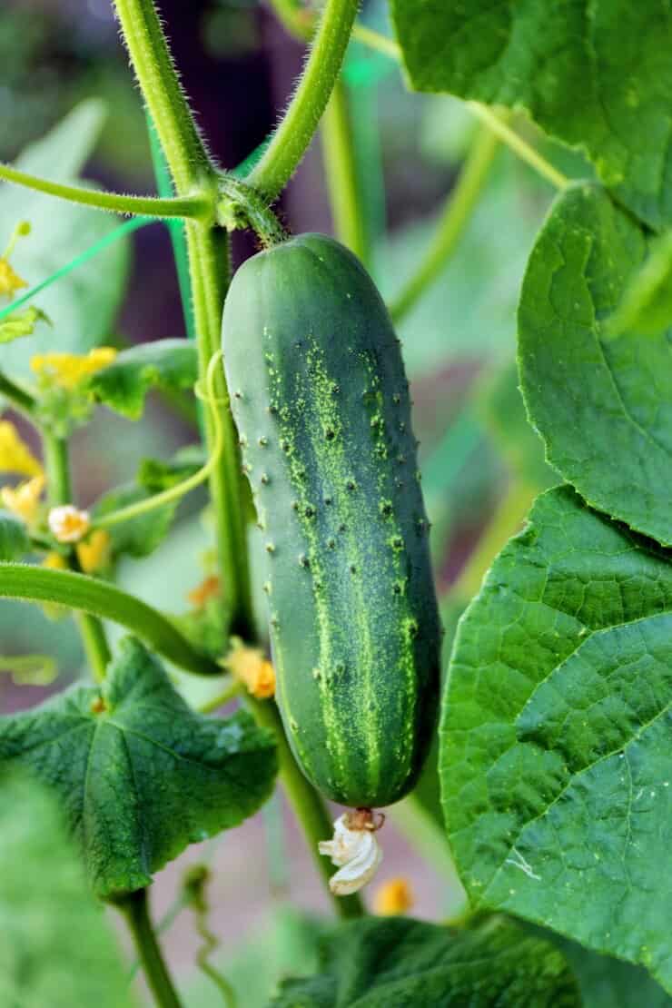 خرید خیار بوته ای